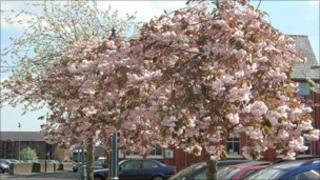 Cherry trees in bloom in Oswestry