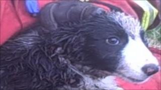 megan, puppy rescued from black mountain