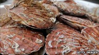 Scallops