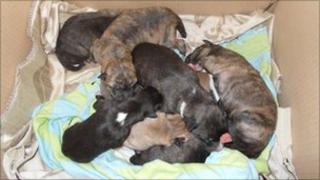 Litter of abandoned puppies