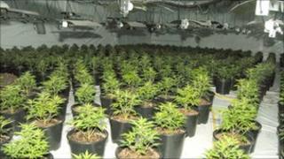 Cannabis seizure in Wortley