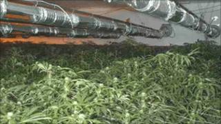 Cannabis farm near Grantham