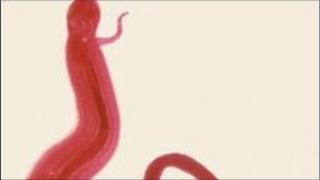 Schistosoma mansoni