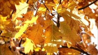 Autumn leaves