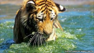 Молодой сибирский тигр (Фото: Дэвид Лоусон / WWF-Canon)