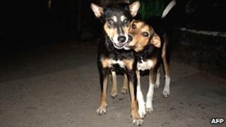 Stray dogs play in the street in Dhaka, Bangladesh