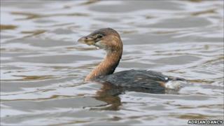 Pied-billed grebe