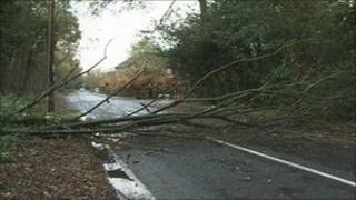 The tree in the road