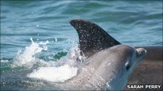 Dolphin