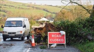 Fallen tree, Duncastle Road, Newbuildings, Co Derry
