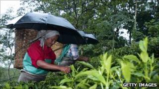 Tea pickers in India