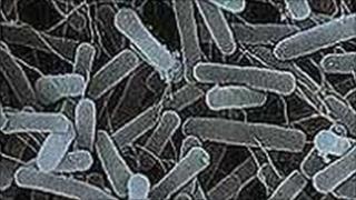 Gastroenteritis bug