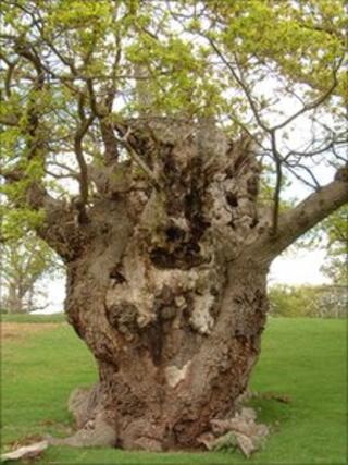 The Old Man of Moccas- a veteran tree which the Herefordshire Nature Trust hopes to save. Pic by Herefordshire Nature Trust