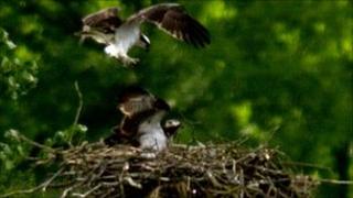 Ospreys nesting