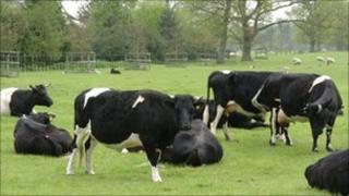 Cows