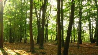 Woodland