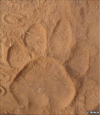 Тигровый мопс (Изображение: Ядвендрадев Джхала)