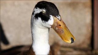 Duck (file photo)