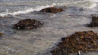 Seaweed generic