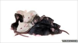 Stock photo of baby rats