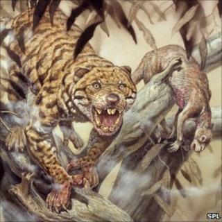 Marsupial lion (SPL)