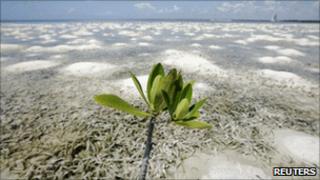 Remains of mangrove swamp