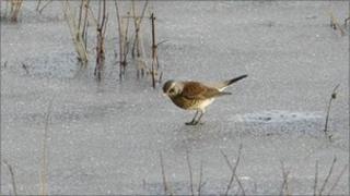 bird on ice generic