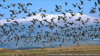 Cranes. Photo by Dror Galili
