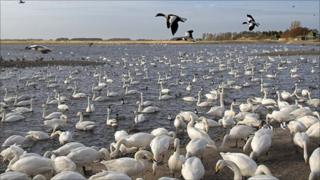 Swans at Martin Mere