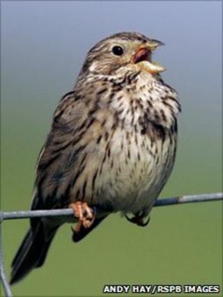 Corn bunting. Pic: Andy Hay/RSPB