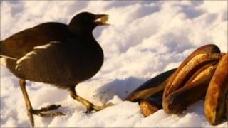 Moorhen eating a banana