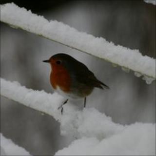 robin