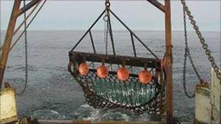 Scallop dredging