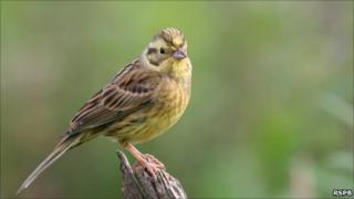 Yellowhammer. Pic: Tom Marshall, RSPB