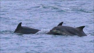 Dolphins