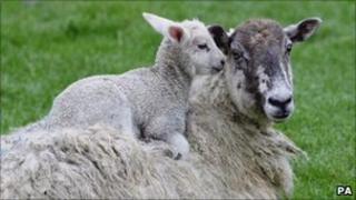Sheep
