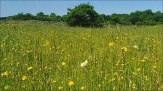 Hay meadow