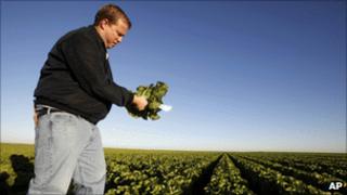A farmer inspects freeze-damaged lettuce