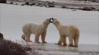 Two young male polar bears greeting each other on a frozen pond near Canada's Hudson Bay Coast