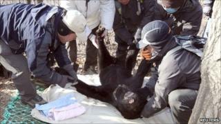 Officials with the rescued bear, Gwacheon , South Korea (15 Dec 2010)