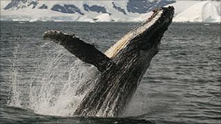 A still from the Planet Earth series