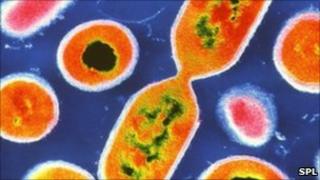 Listeria bacteria