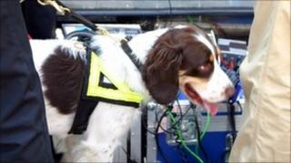 Police sniffer dog