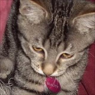 Tabby cat on John Hemming's blog