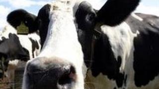 Cow