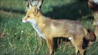 Fox generic