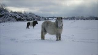 Ponies in the New Forest