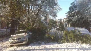 Part of a tree crashed on to parked cars in Penylan, Cardiff, after the snow