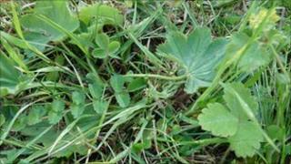 Alchemilla micans