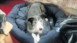 Ben the dog